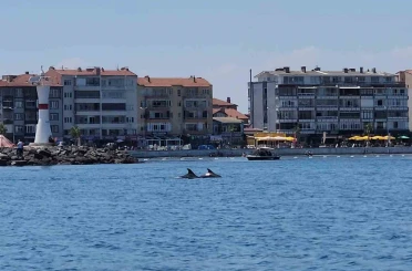 Marmara’nın sürpriz misafirleri: İki yunus teknenin yanında görüntülendi 