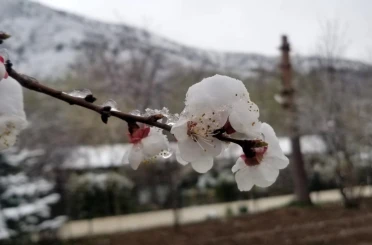 Mart sonrası Nisan şoku: Erzincan ve çevresinde gece donu 