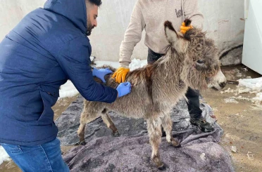 Mazıdağı Belediyesinin "sahip çıkıldı" dediği sıpa sokağa terk edildi 