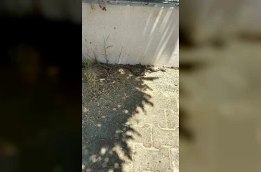Menteşe’de zehirli engerek okul bahçesinde görüldü 