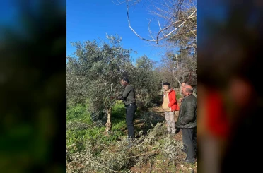 Menteşe’de zeytin ağaçları mercek altında 