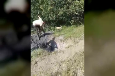 Merada otlayan büyükbaş hayvan define çukuruna düştü 