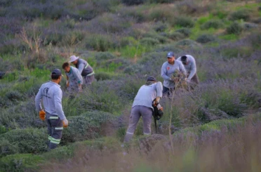 Merkezefendi’nin mor güzelliğinde hasat tamamlandı 