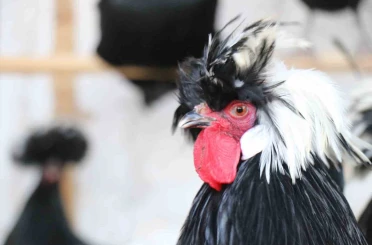 Mermer fabrikasında egzotik mesai: Farklı ırklardaki tavuklar burada yetişiyor 