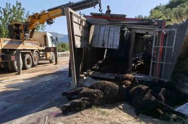 Mersin’de büyükbaş hayvan yüklü tır devrildi: Çok sayıda hayvan telef oldu 