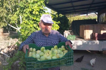 Mersin’de incir hasadı başladı 