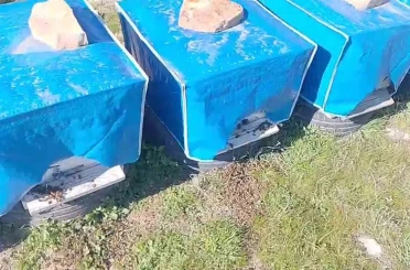 Mersin’de zamansız zirai ilaçlama arıların ölümüne sebep oldu 
