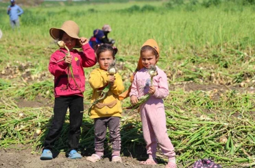 Mevsimlik tarım işçisi ailelerin çocukları okula gitmek yerine tarlada 
