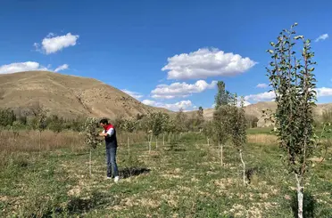 Meyve bahçelerinde ürün ve hastalık kontrolü yapılıyor
