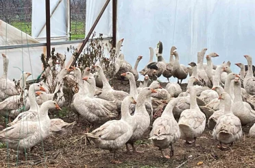 Meyve bahçelerinde yabani otla mücadelede kazlar sahaya indi 