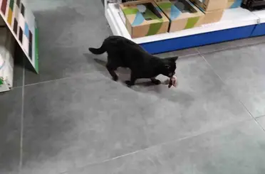 Minik serçeyi kediye av olmaktan kurtardı

