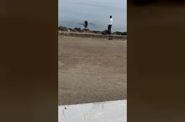 Mudanya sahilinde oltaya takılan martıyı vatandaş kurtardı 