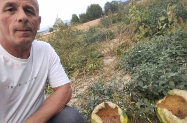 Mudurnu’da kargalar 80 karpuzu delik deşik etti 
