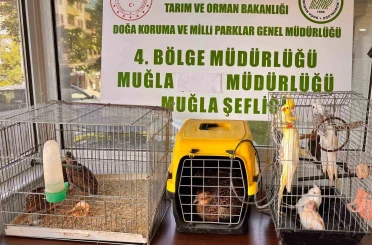 Muğla’da CİMER’e yapılan şikayet, kaçak hayvan ticaretini ele verdi 