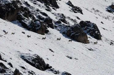 Munzur Dağları’nda yaban keçileri karlı zirvelerde görüntülendi 