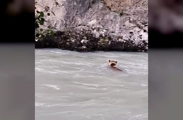 Munzur Nehri’ni geçmeye çalışan ayının mücadelesi kamerada 