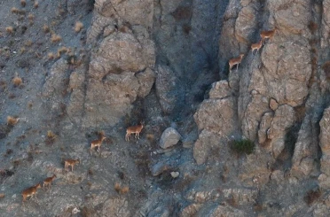 Munzur’un sarp kayalıklarında yaban keçileri görüntülendi 