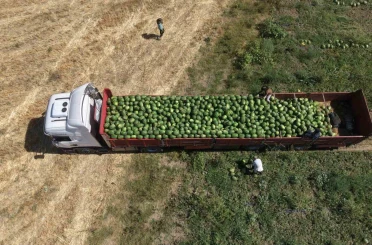 Muş Ovası’nda karpuz hasadı başladı: 2,1 milyar liralık gelir hedefleniyor 