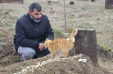 Muş’ta 9 gün önce öldürülen adamın kedileri mezarının başından ayrılmıyor 