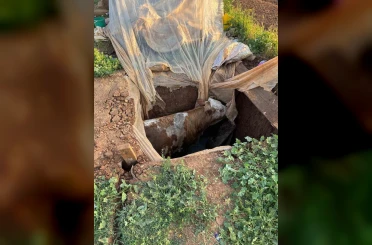 Muş’ta foseptik çukuruna düşen ineği itfaiye ekipleri kurtardı 