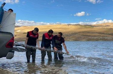 Muş’ta gölet ve barajlara 1 milyon sazan yavrusu bırakıldı 