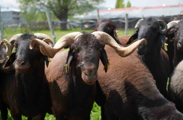 Muş’ta hayvan pazarlarında beklenen hareketlilik yaşanmıyor 