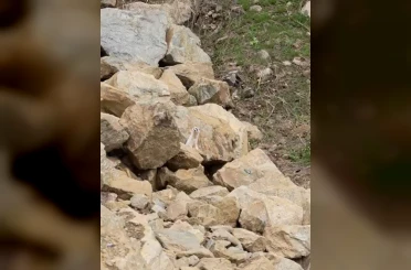 Muş’ta nadir görülen beyaz sansar görüntülendi 