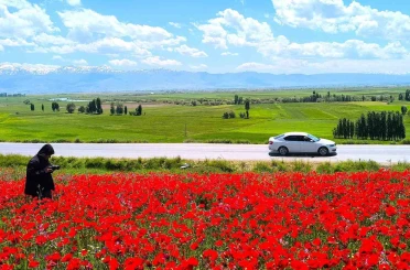 Muş’taki doğal gelincik tarlası vatandaşların ilgi odağı oldu 
