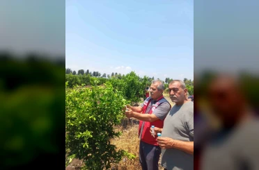 Narenciye bahçelerinde faydalı böcek salımı yapıldı 