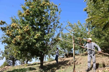 Nazilli’de kestane işçi yevmiyeleri belli oldu 