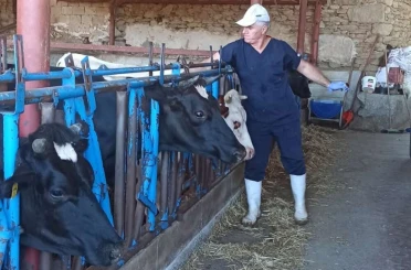Nazilli’de şap aşılama çalışmaları tamamlandı 