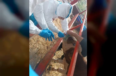 Nazilli’de şap hastalığıyla mücadele sürüyor 