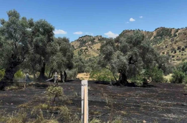 Nazilli’de zeytin bahçesi yangını 