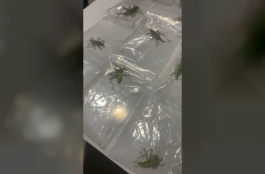 Nemrut Dağı’nda biyokaçakçılık operasyonu: 3 gözaltı 