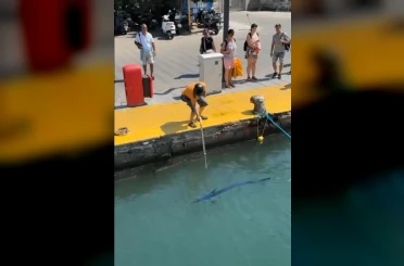 Nesli tehlike altındaki balığı limanda zıpkınla vurdular 