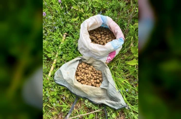 Nesli tehlike altındaki salep yumrularını toplayan kişiye 699 bin TL ceza 