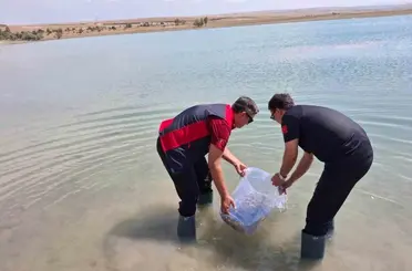 Niğde Bahçeli Göleti’ne yavru sazan bırakıldı
