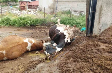 Niğde’de yıldırım düşmesi sonucu iki inek telef oldu 