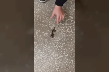 Okul koridorunda yılan paniği 