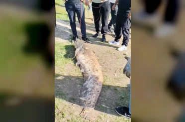 Oltaya takılan 50 kiloluk dev balık şaşırttı 
