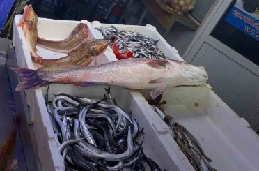 Oltayla yakalanan deniz levreği 9 bin liraya satıldı 