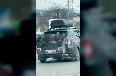 Ölü domuzu aracın arkasında taşıdılar 
