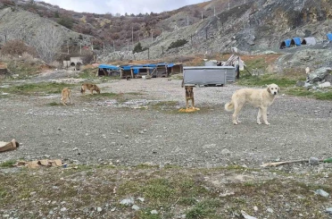 Onlarca köpek bu yuvalarda ısınıyor 