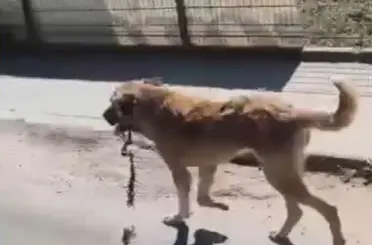 Ordu’da ağzına çengel takılan köpek kurtarıldı
