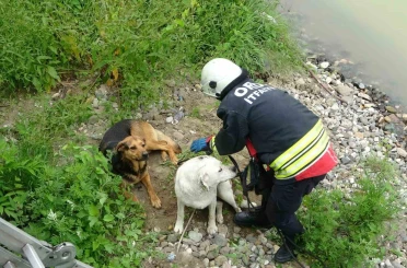 Ordu’da ırmak yatağında mahsur kalan köpekleri itfaiye kurtardı 