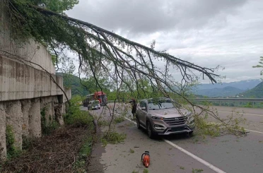 Ordu’da seyir halindeki aracın üzerine ağaç devrildi 