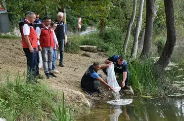 Ordu’daki göl ve göletlere 80 bin yavru sazan bırakıldı
