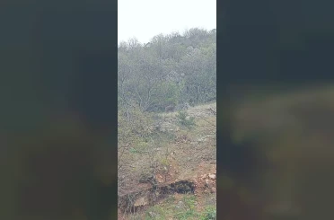 Orhaneli yolunda ayı paniği kamerada 