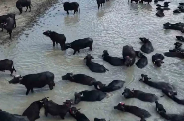 ORKÖY destekleriyle Kütahya’da 64 aileye manda yetiştiriciliği desteği 