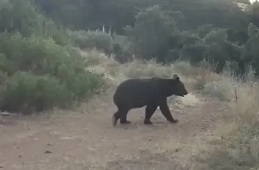 Ormanda yiyecek arayan ayı kamerada

